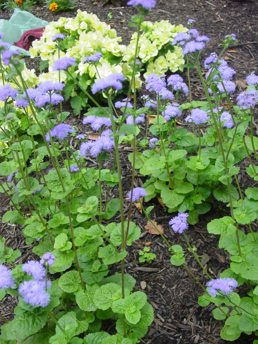 Ageratum